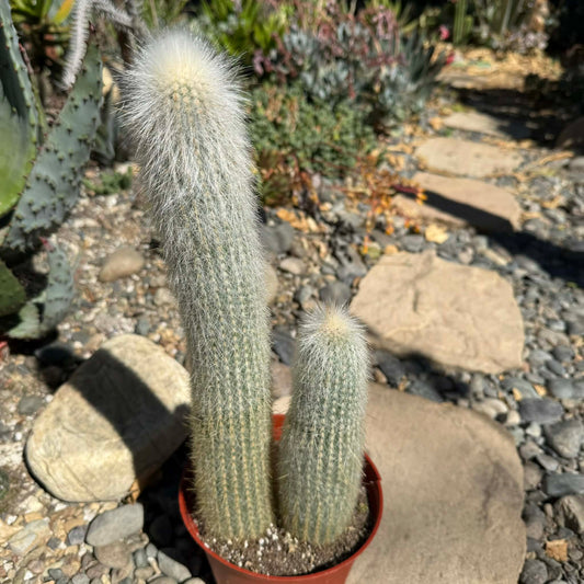 DesertScapeSucculent Cactus 6 Inch Assorted Cleistocactus strausii 'Silver Torch'