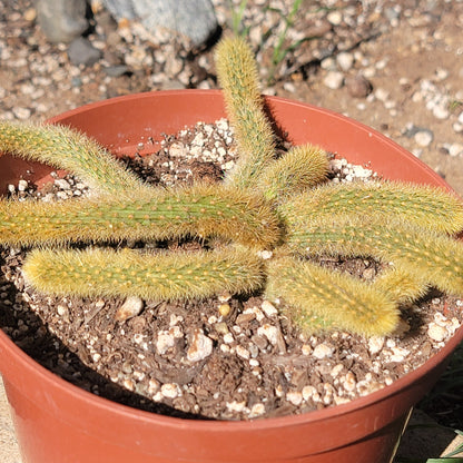 Cleistocactus winteri 'Golden Rat Tail'