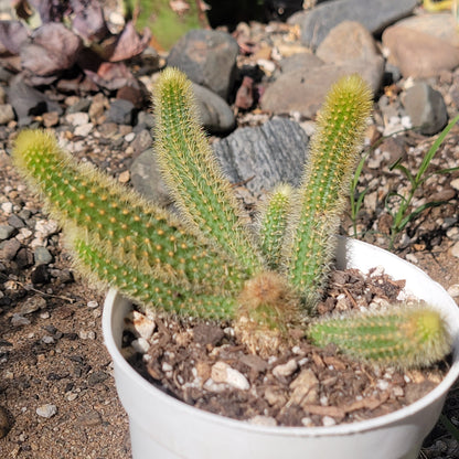 Cleistocactus winteri 'Golden Rat Tail'