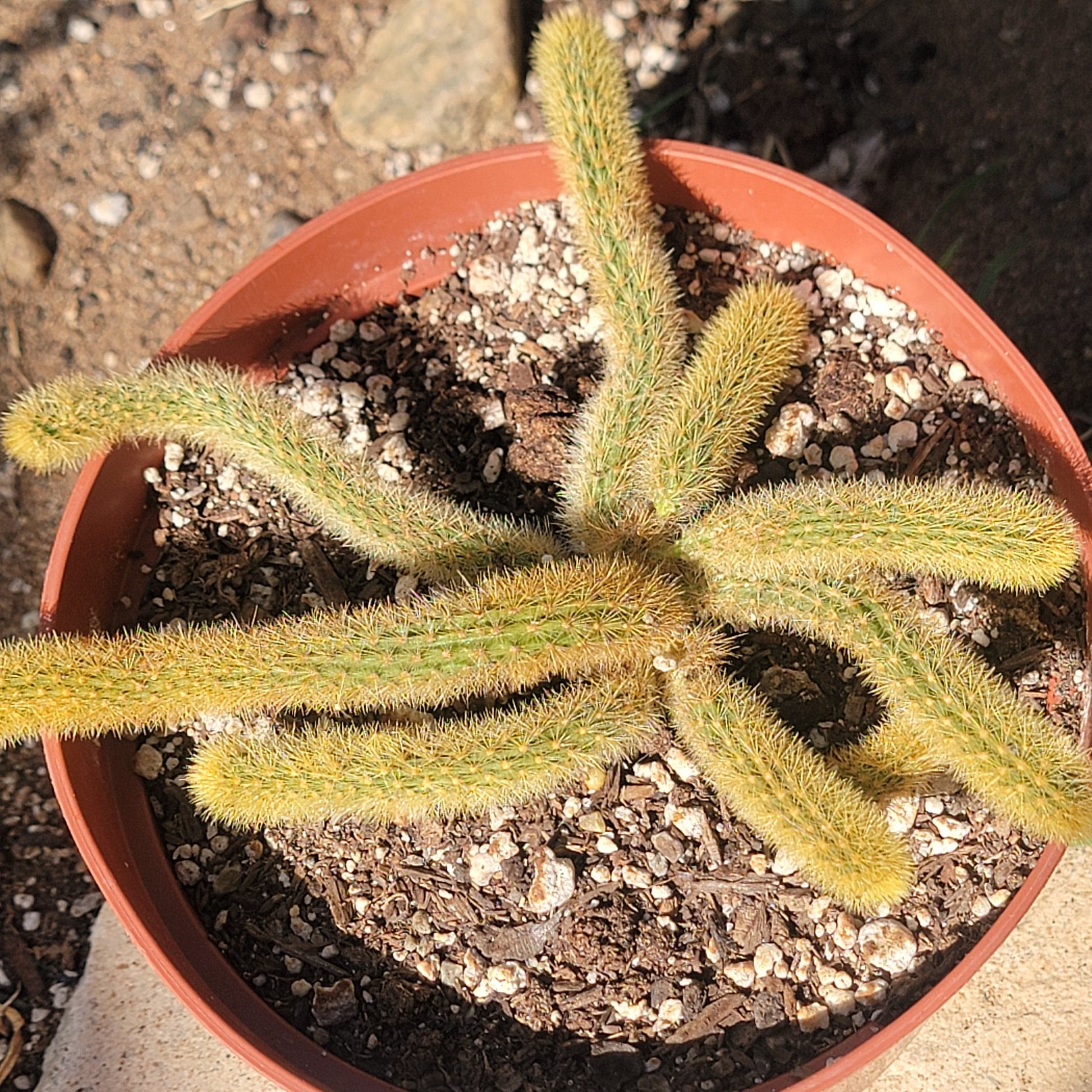 DesertScapeSucculent Cactus 6" Assorted Cleistocactus winteri 'Golden Rat Tail'