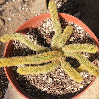 Cleistocactus winteri 'Golden Rat Tail'