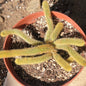 Cleistocactus winteri 'Golden Rat Tail' - 6 Inch Assorted - Cactus - DesertScapeSucculent