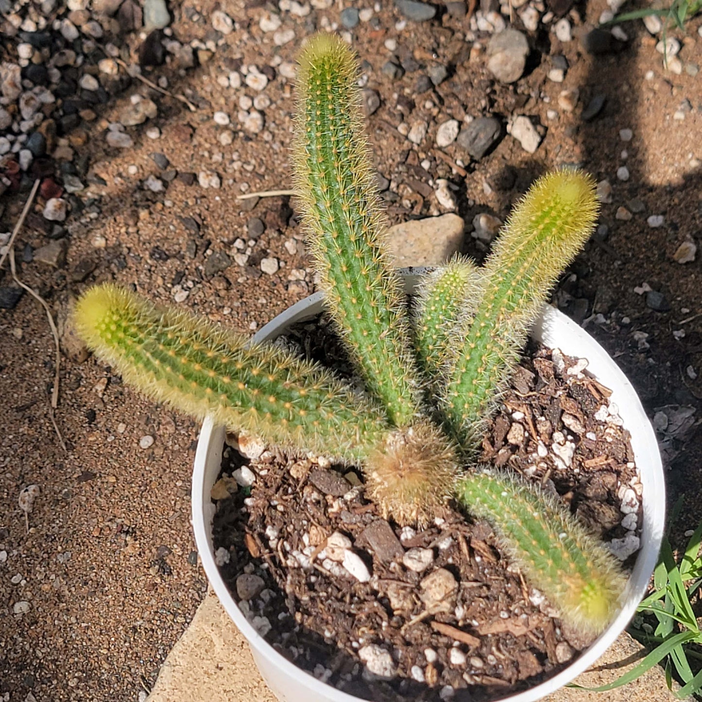 Cleistocactus winteri 'Golden Rat Tail'