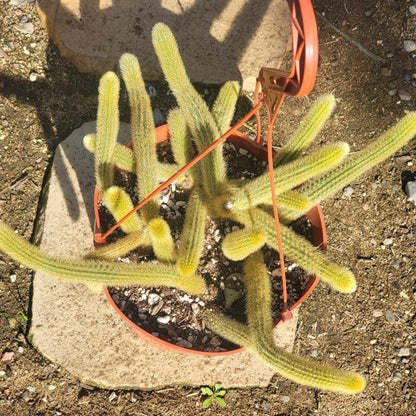 DesertScapeSucculent Cactus Cleistocactus winteri 'Golden Rat Tail'