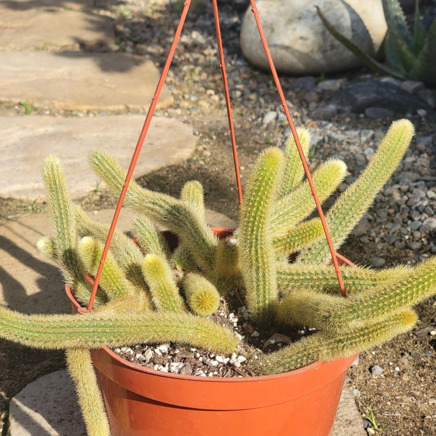 DesertScapeSucculent Cactus 8" Assorted Cleistocactus winteri 'Golden Rat Tail'