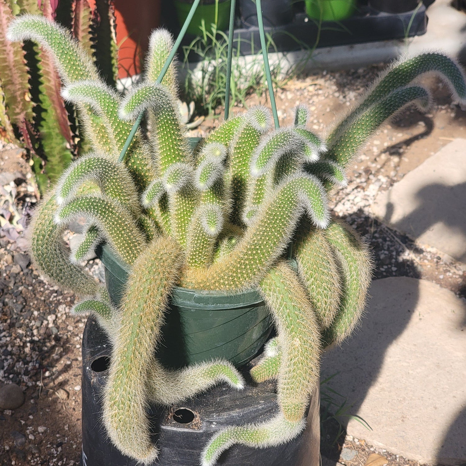 DesertScapeSucculent Cactus 8" Assorted Cleistocactus Winteri ssp. Colademononis 'Monkey Tail Cactus'