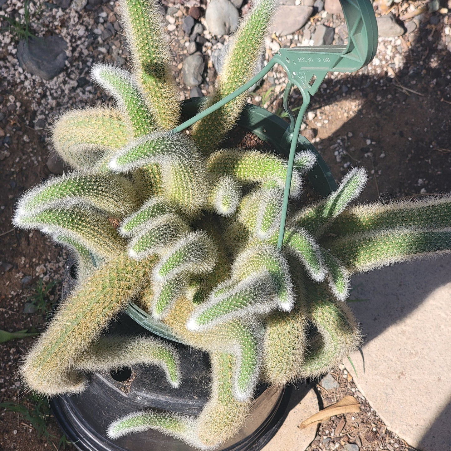 Cleistocactus Winteri ssp. Colademononis 'Monkey Tail Cactus'