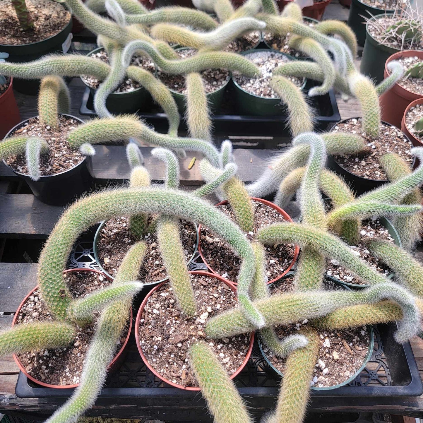 Cleistocactus Winteri ssp. Colademononis 'Monkey Tail Cactus'