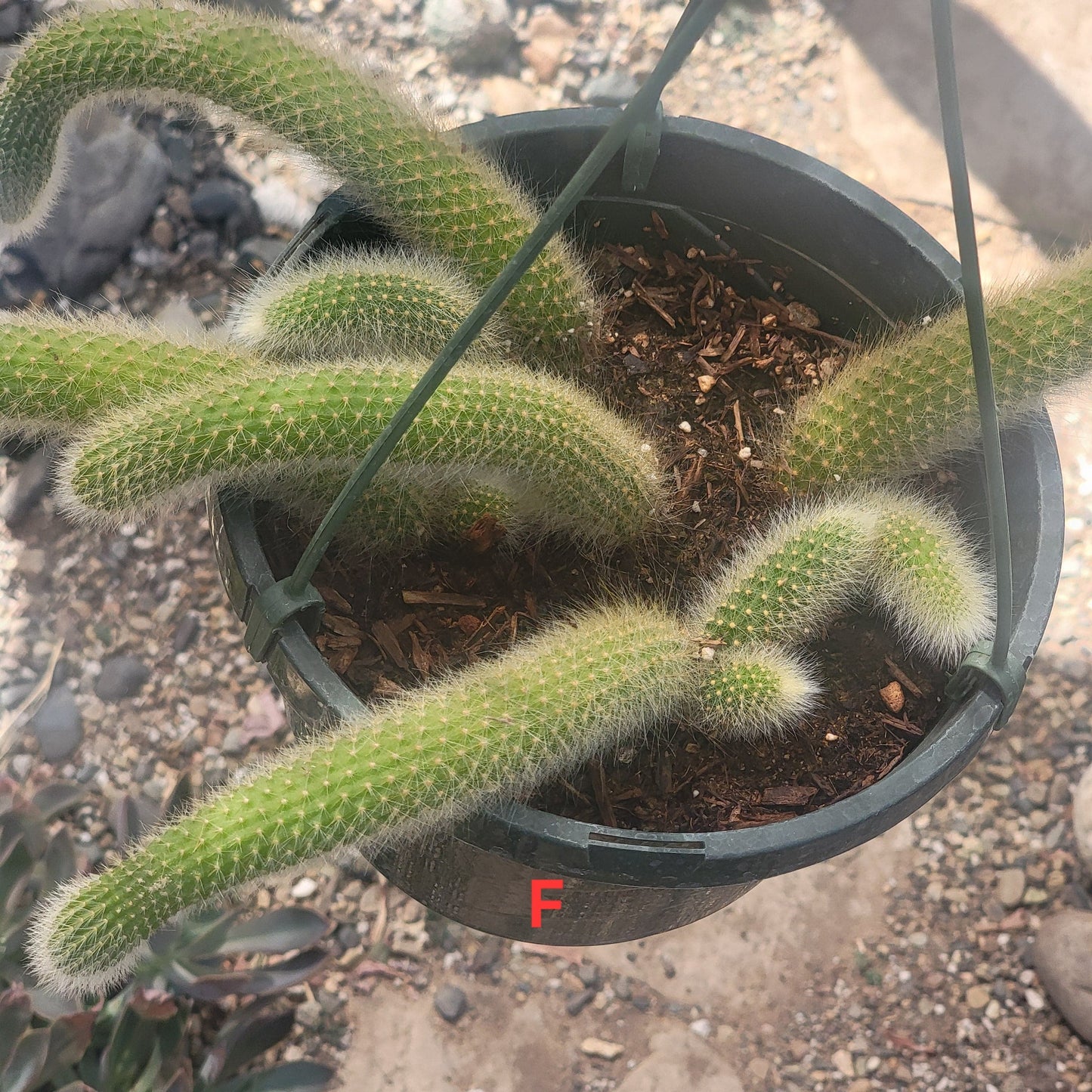 Cleistocactus Winteri ssp. Colademononis 'Monkey Tail Cactus' - 8 Inch Small Option A - Cactus - DesertScapeSucculent