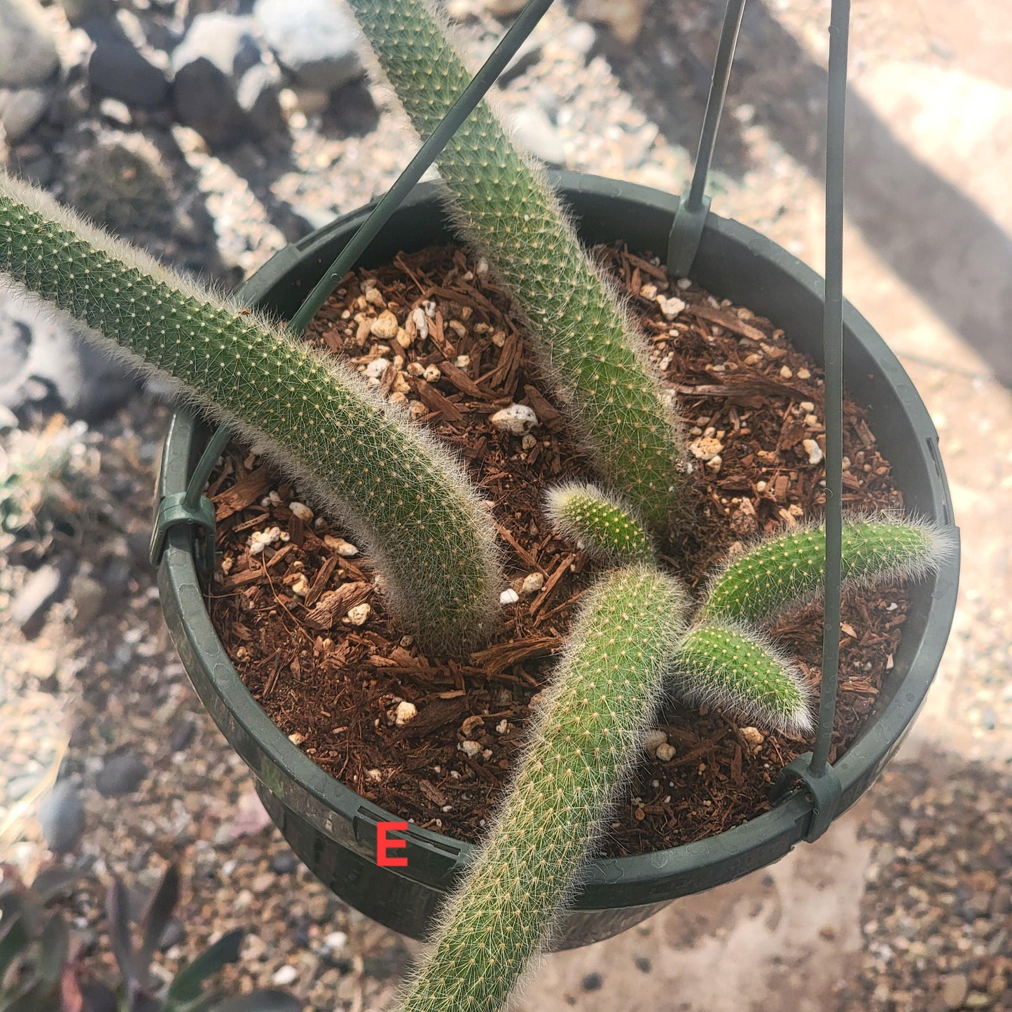 Cleistocactus Winteri ssp. Colademononis 'Monkey Tail Cactus' - 8 Inch Small Option A - Cactus - DesertScapeSucculent