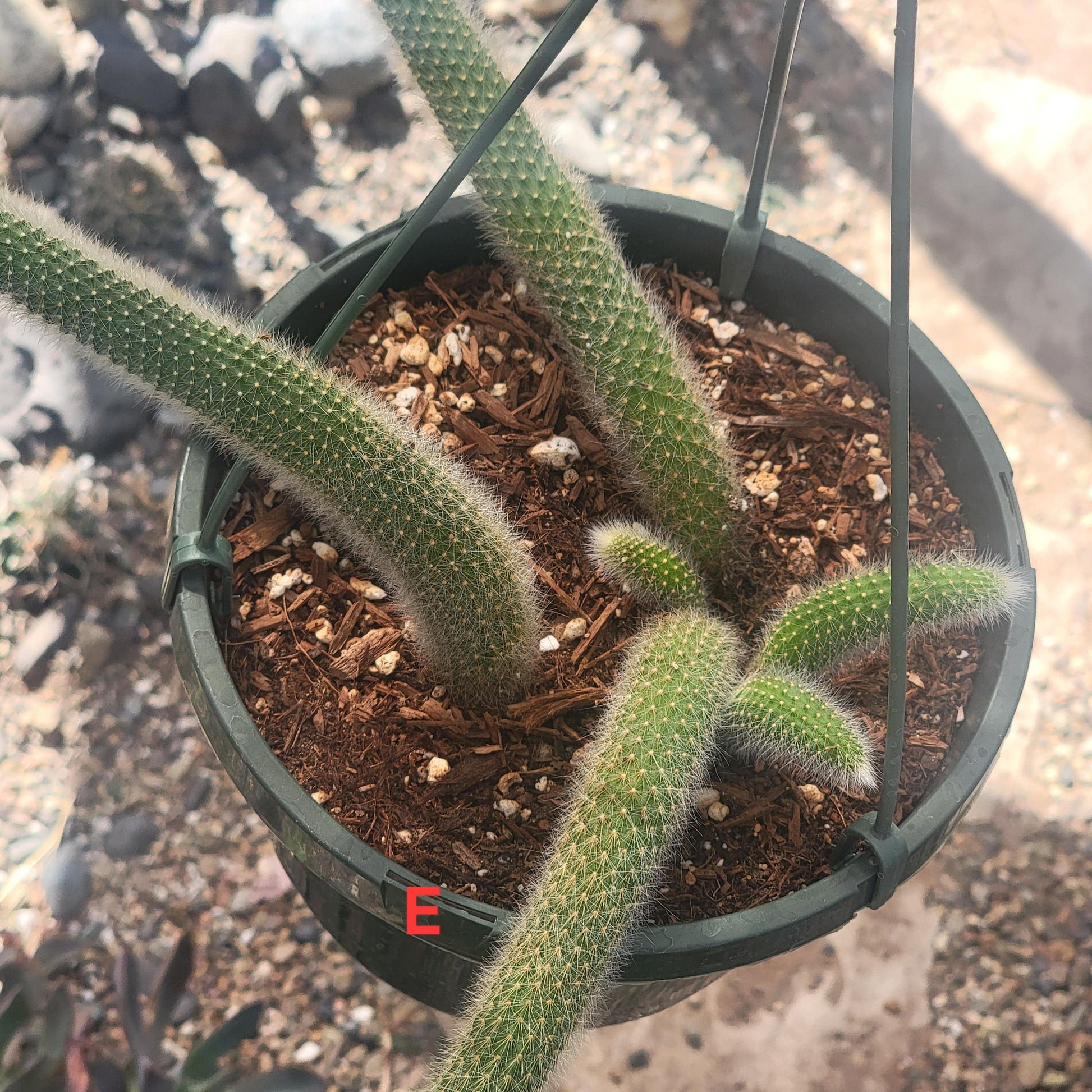 Cleistocactus Winteri ssp. Colademononis 'Monkey Tail Cactus' - 8 Inch Small Option A - Cactus - DesertScapeSucculent