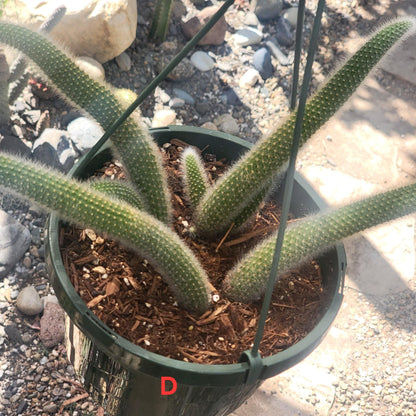 Cleistocactus Winteri ssp. Colademononis 'Monkey Tail Cactus' - 8 Inch Small Option A - Cactus - DesertScapeSucculent