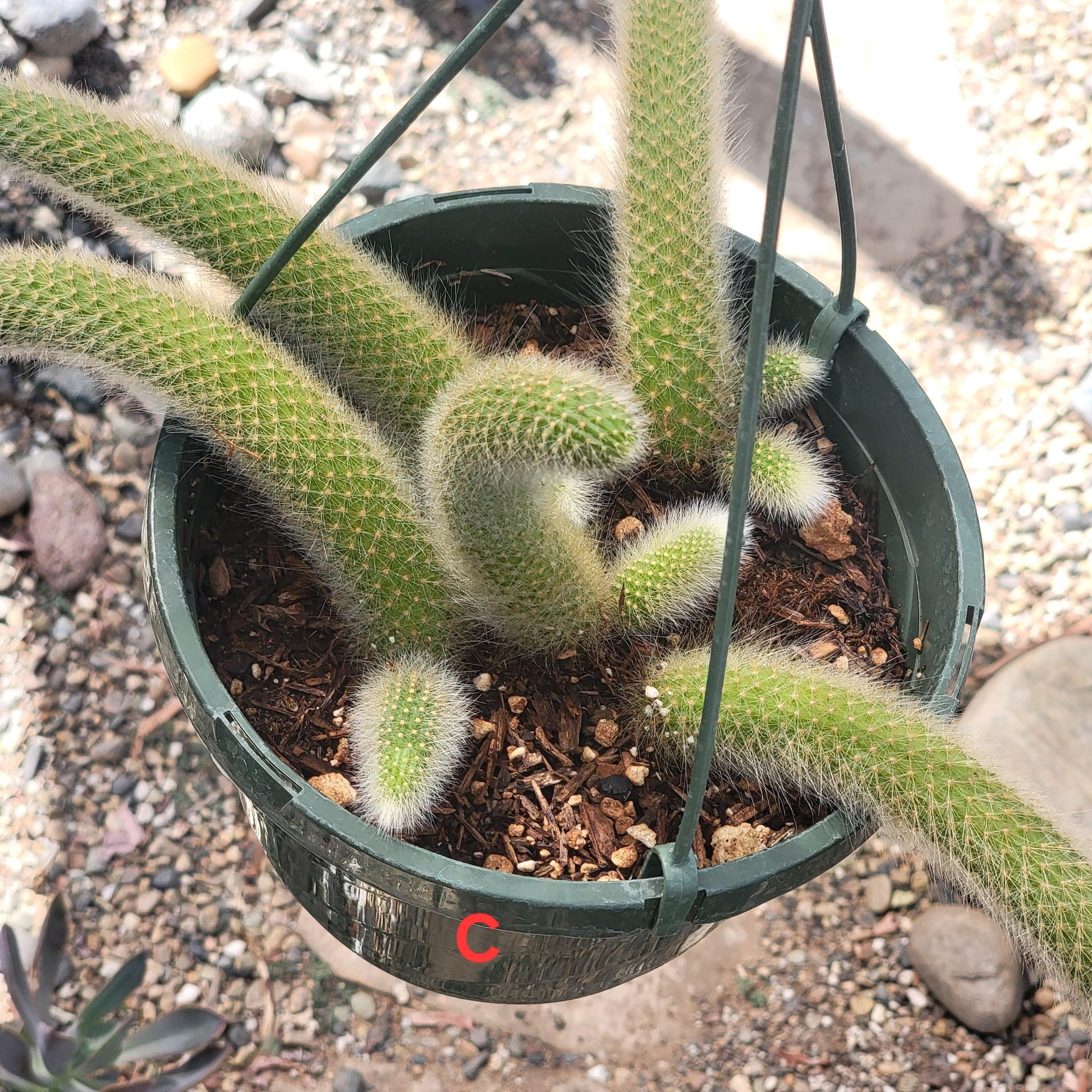 Cleistocactus Winteri ssp. Colademononis 'Monkey Tail Cactus' - 8 Inch Small Option A - Cactus - DesertScapeSucculent