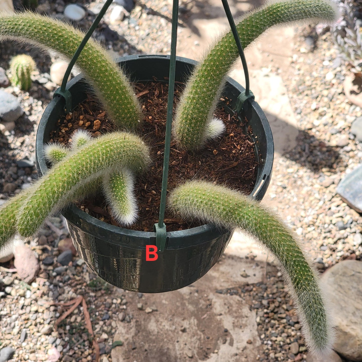 Cleistocactus Winteri ssp. Colademononis 'Monkey Tail Cactus' - 8 Inch Small Option A - Cactus - DesertScapeSucculent