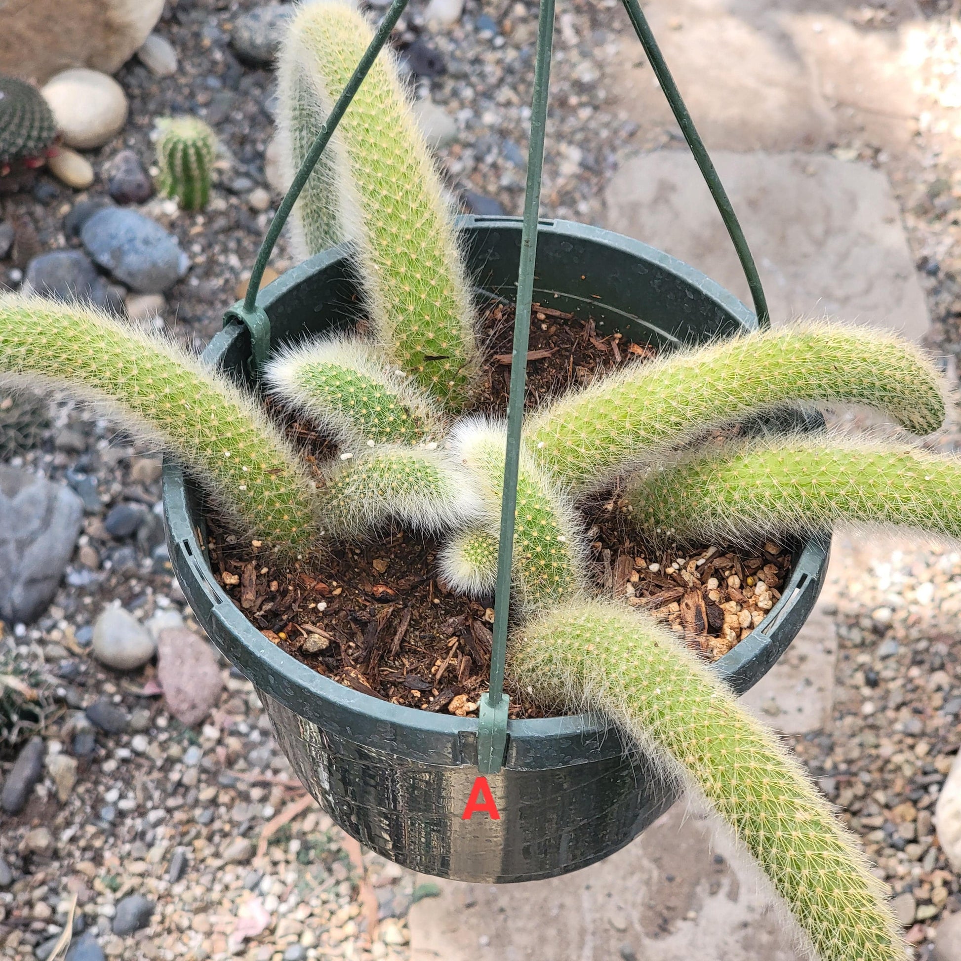 Cleistocactus Winteri ssp. Colademononis 'Monkey Tail Cactus' - 8 Inch Small Option A - Cactus - DesertScapeSucculent
