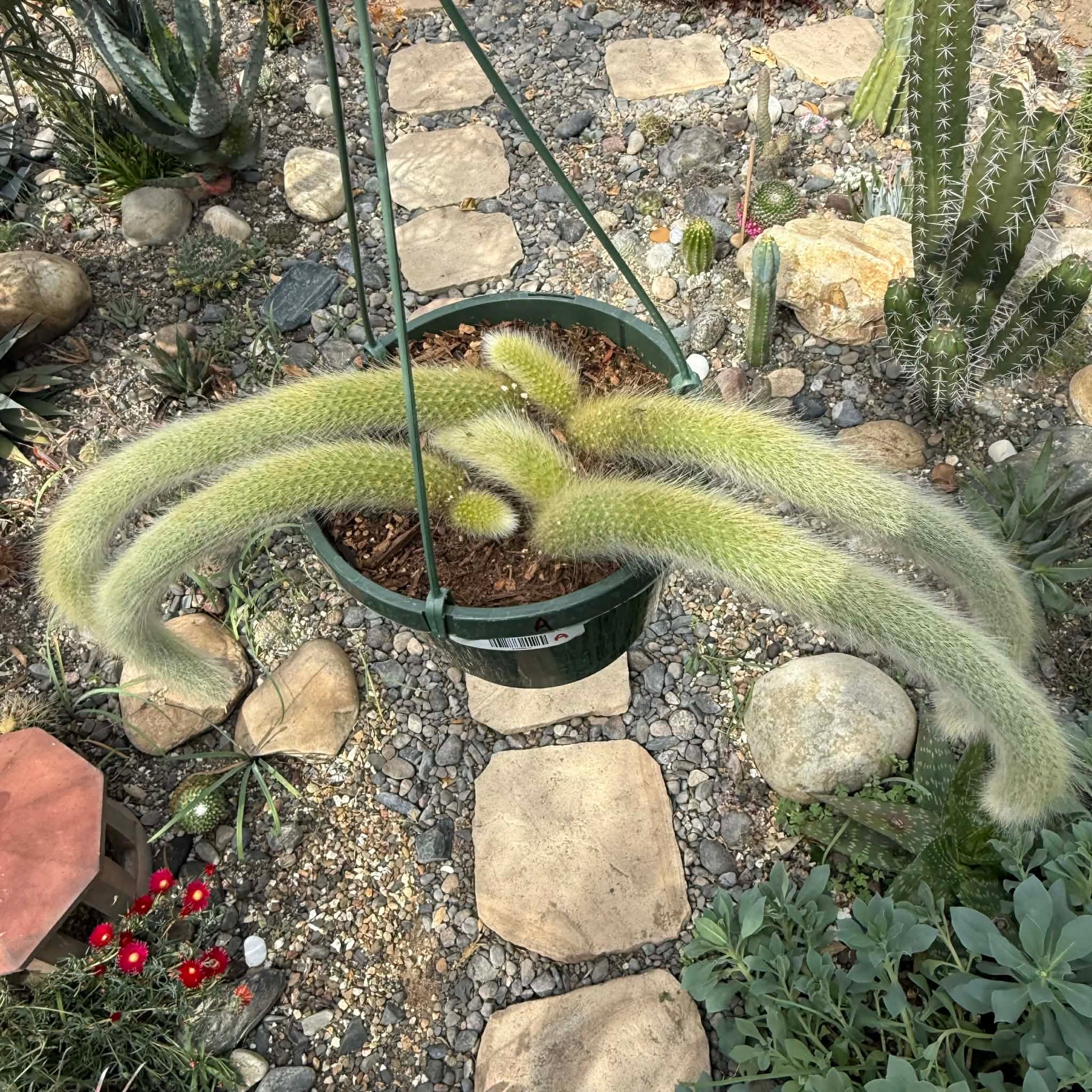 DesertScapeSucculent Cactus Cleistocactus Winteri ssp. Colademononis 'Monkey Tail Cactus'