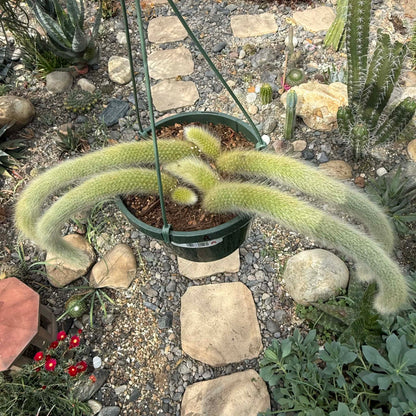 DesertScapeSucculent Cactus Cleistocactus Winteri ssp. Colademononis 'Monkey Tail Cactus'