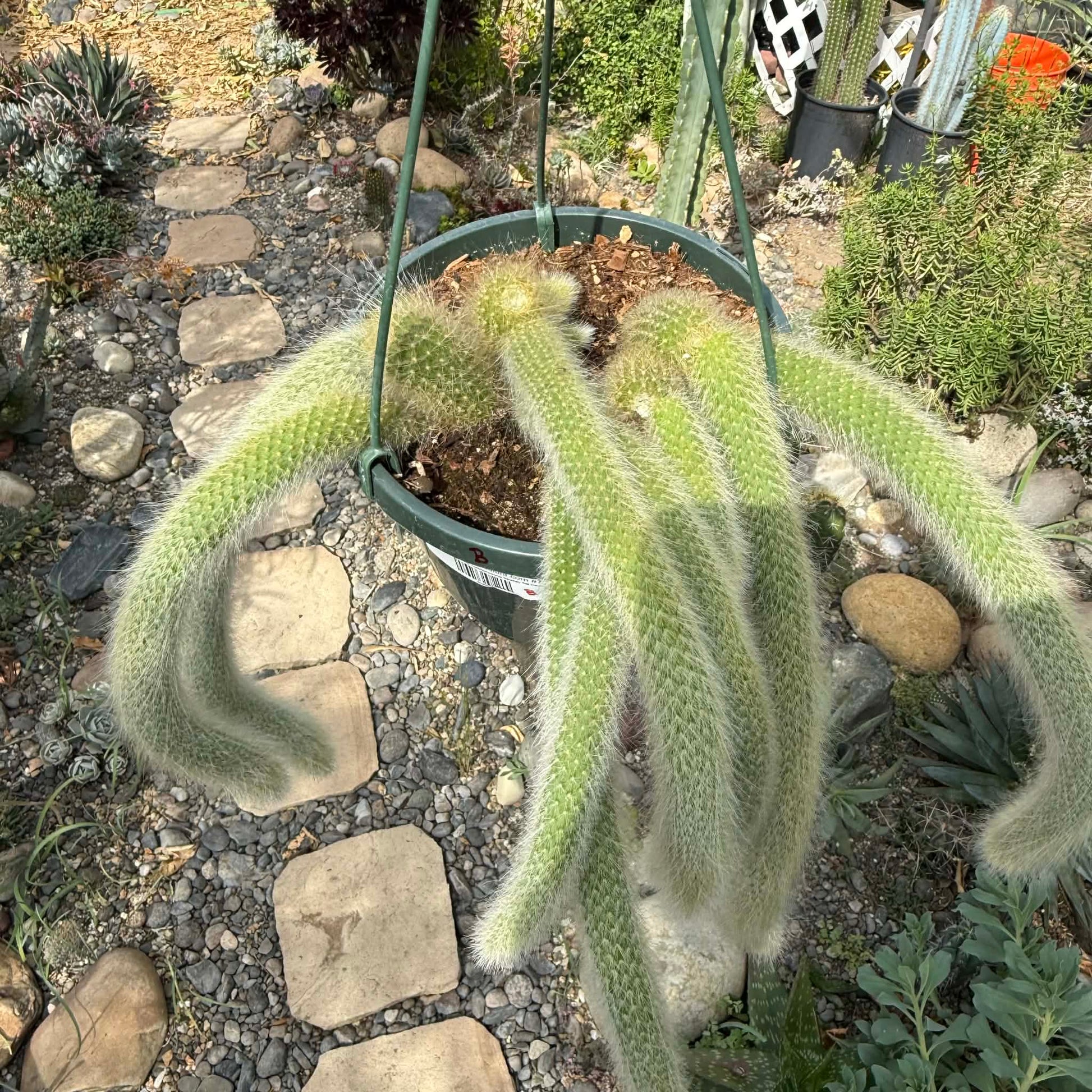 DesertScapeSucculent Cactus Cleistocactus Winteri ssp. Colademononis 'Monkey Tail Cactus'