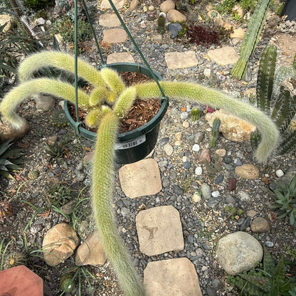 DesertScapeSucculent Cactus Cleistocactus Winteri ssp. Colademononis 'Monkey Tail Cactus'