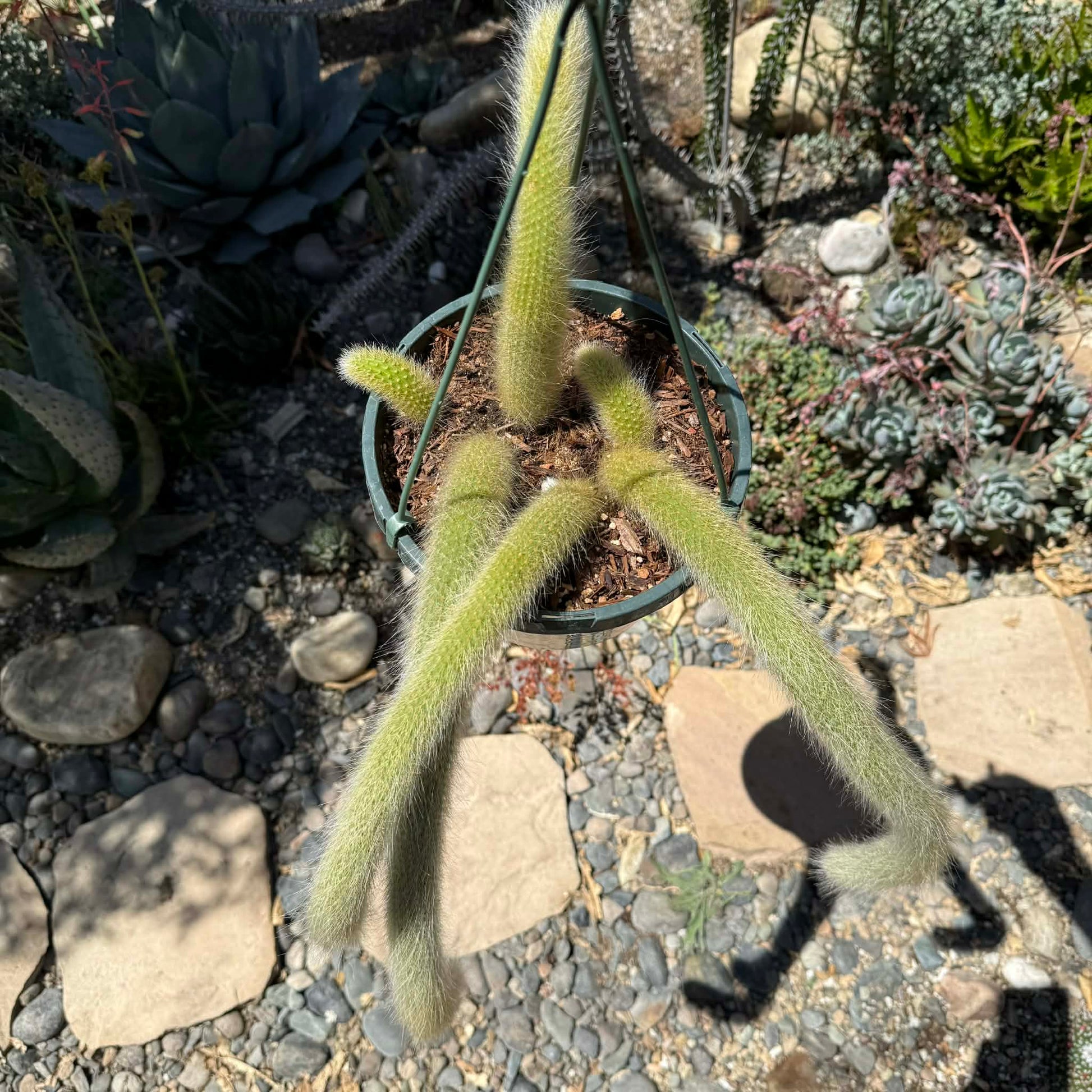 DesertScapeSucculent Cactus Cleistocactus Winteri ssp. Colademononis 'Monkey Tail Cactus'