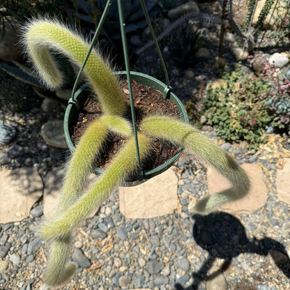 DesertScapeSucculent Cactus Cleistocactus Winteri ssp. Colademononis 'Monkey Tail Cactus'