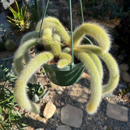 DesertScapeSucculent Cactus Cleistocactus Winteri ssp. Colademononis 'Monkey Tail Cactus'
