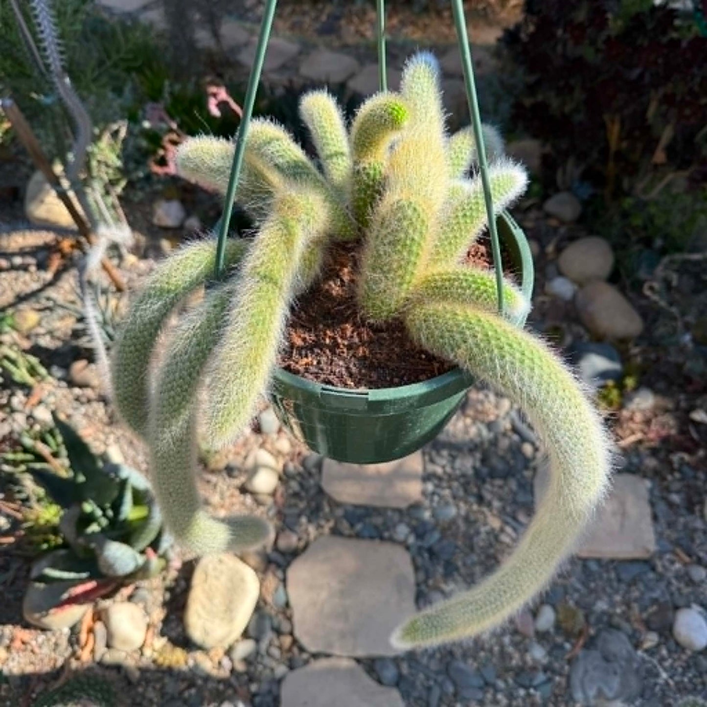 DesertScapeSucculent Cactus Cleistocactus Winteri ssp. Colademononis 'Monkey Tail Cactus'