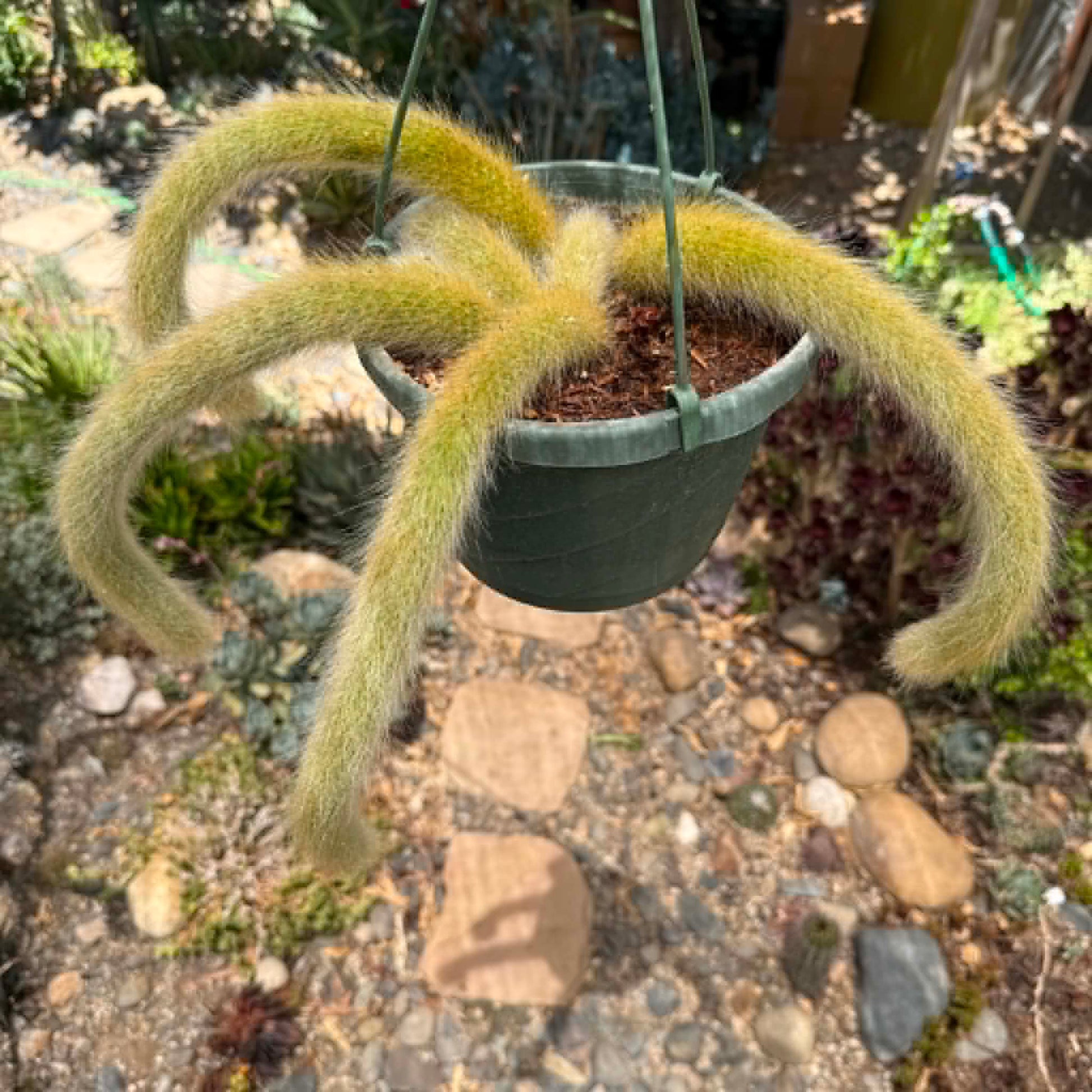 DesertScapeSucculent Cactus Cleistocactus Winteri ssp. Colademononis 'Monkey Tail Cactus'