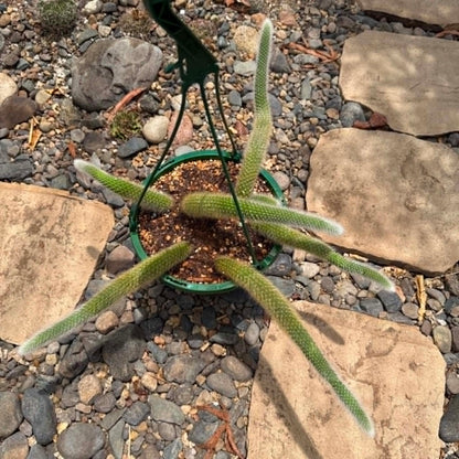 DesertScapeSucculent Cactus Cleistocactus Winteri ssp. Colademononis 'Monkey Tail Cactus'