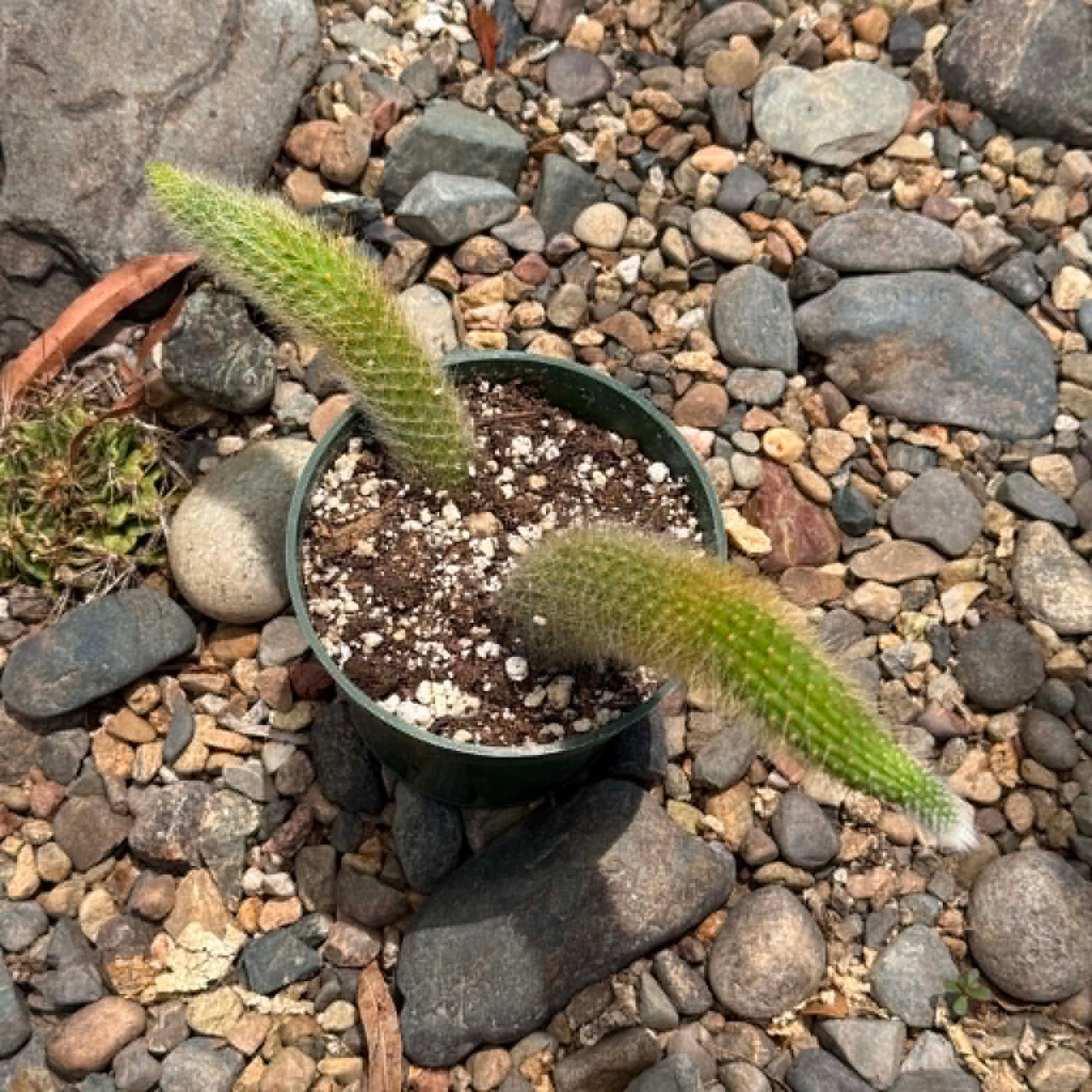 DesertScapeSucculent Cactus Cleistocactus Winteri ssp. Colademononis 'Monkey Tail Cactus'