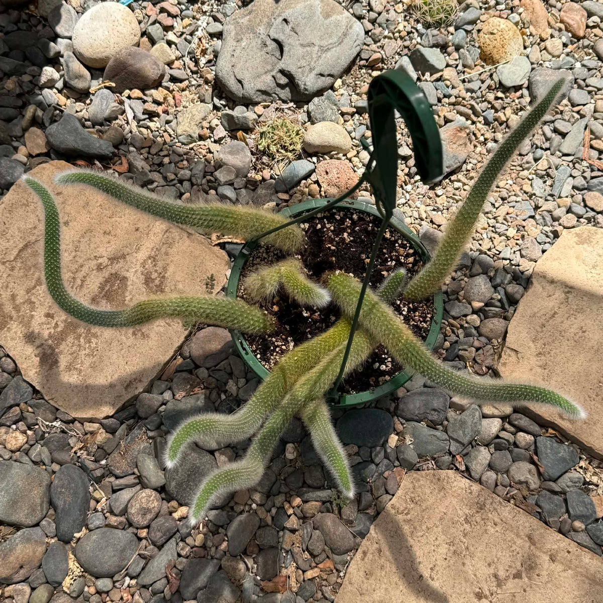 DesertScapeSucculent Cactus Cleistocactus Winteri ssp. Colademononis 'Monkey Tail Cactus'