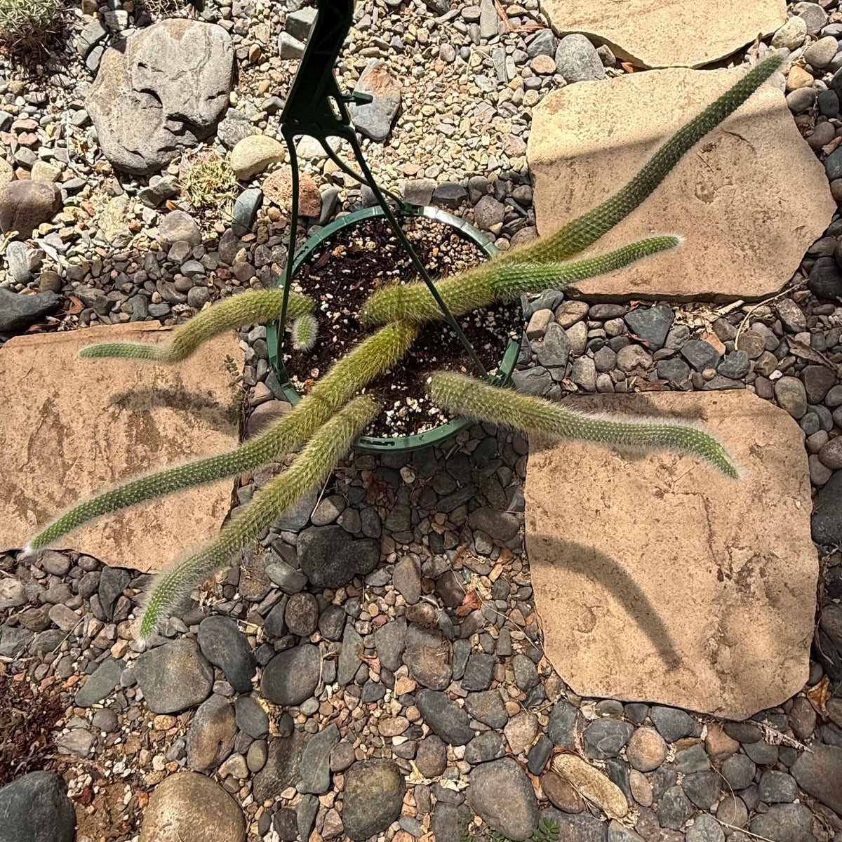 DesertScapeSucculent Cactus Cleistocactus Winteri ssp. Colademononis 'Monkey Tail Cactus'