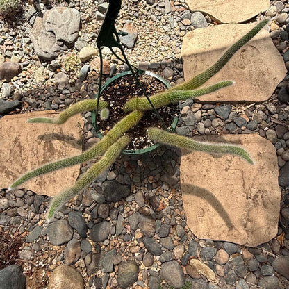 DesertScapeSucculent Cactus Cleistocactus Winteri ssp. Colademononis 'Monkey Tail Cactus'