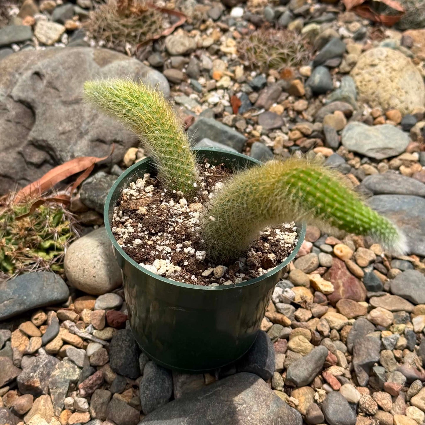 DesertScapeSucculent Cactus 4 Inch Assorted Cleistocactus Winteri ssp. Colademononis 'Monkey Tail Cactus'
