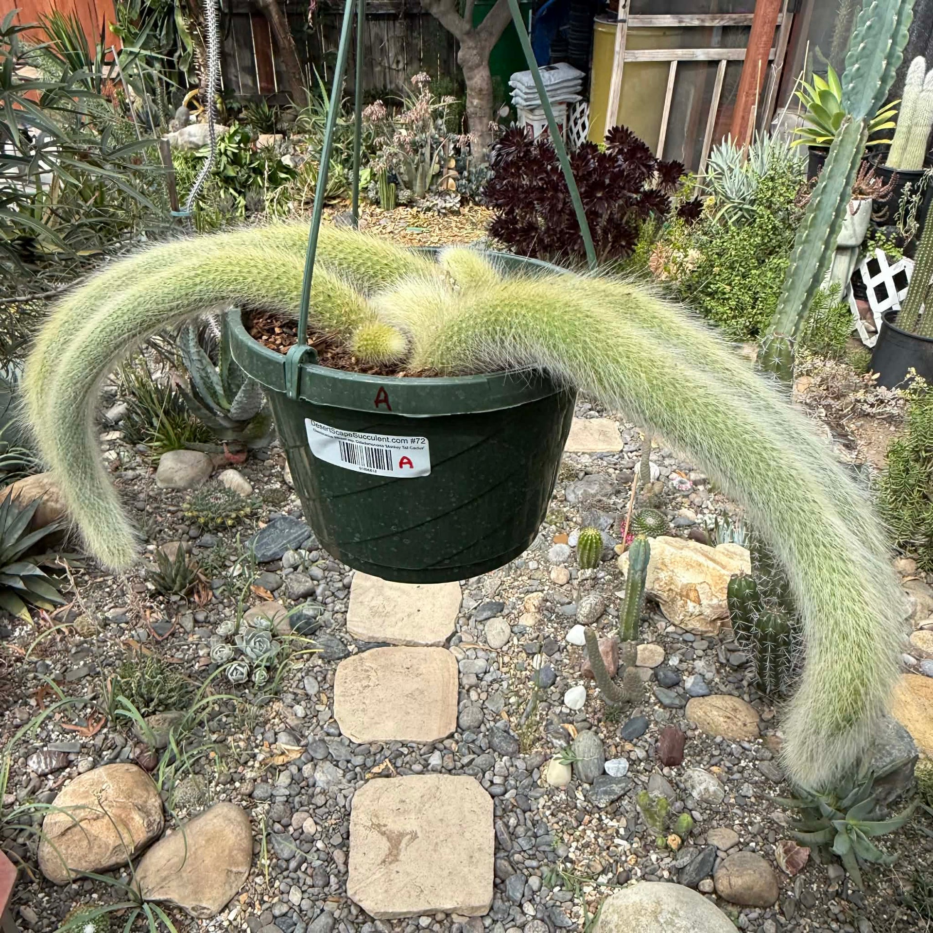 Cleistocactus Winteri ssp. Colademononis 'Monkey Tail Cactus'