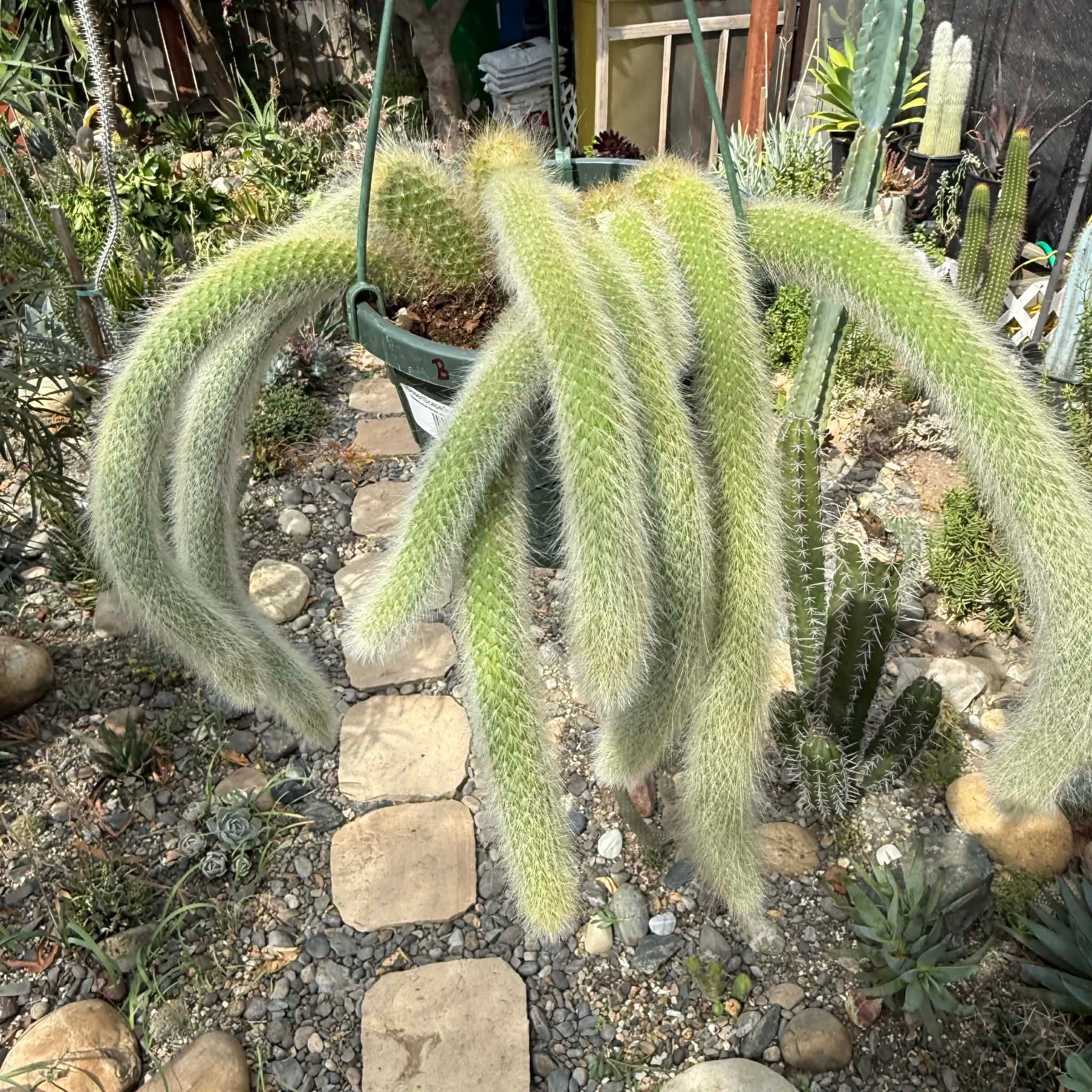 DesertScapeSucculent Cactus 8 Inch Option B Cleistocactus Winteri ssp. Colademononis 'Monkey Tail Cactus'