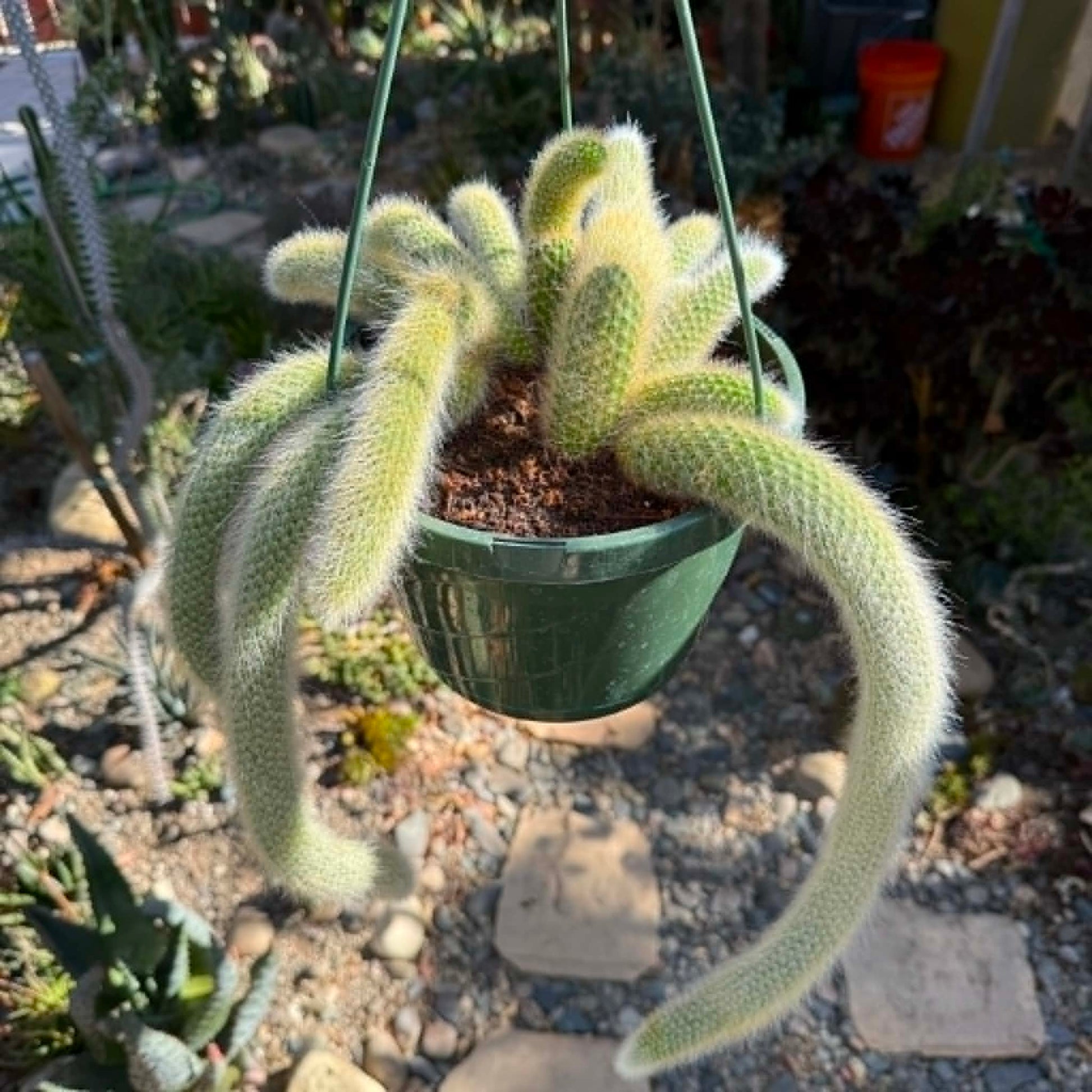 DesertScapeSucculent Cactus 8 Inch Option B Cleistocactus Winteri ssp. Colademononis 'Monkey Tail Cactus'