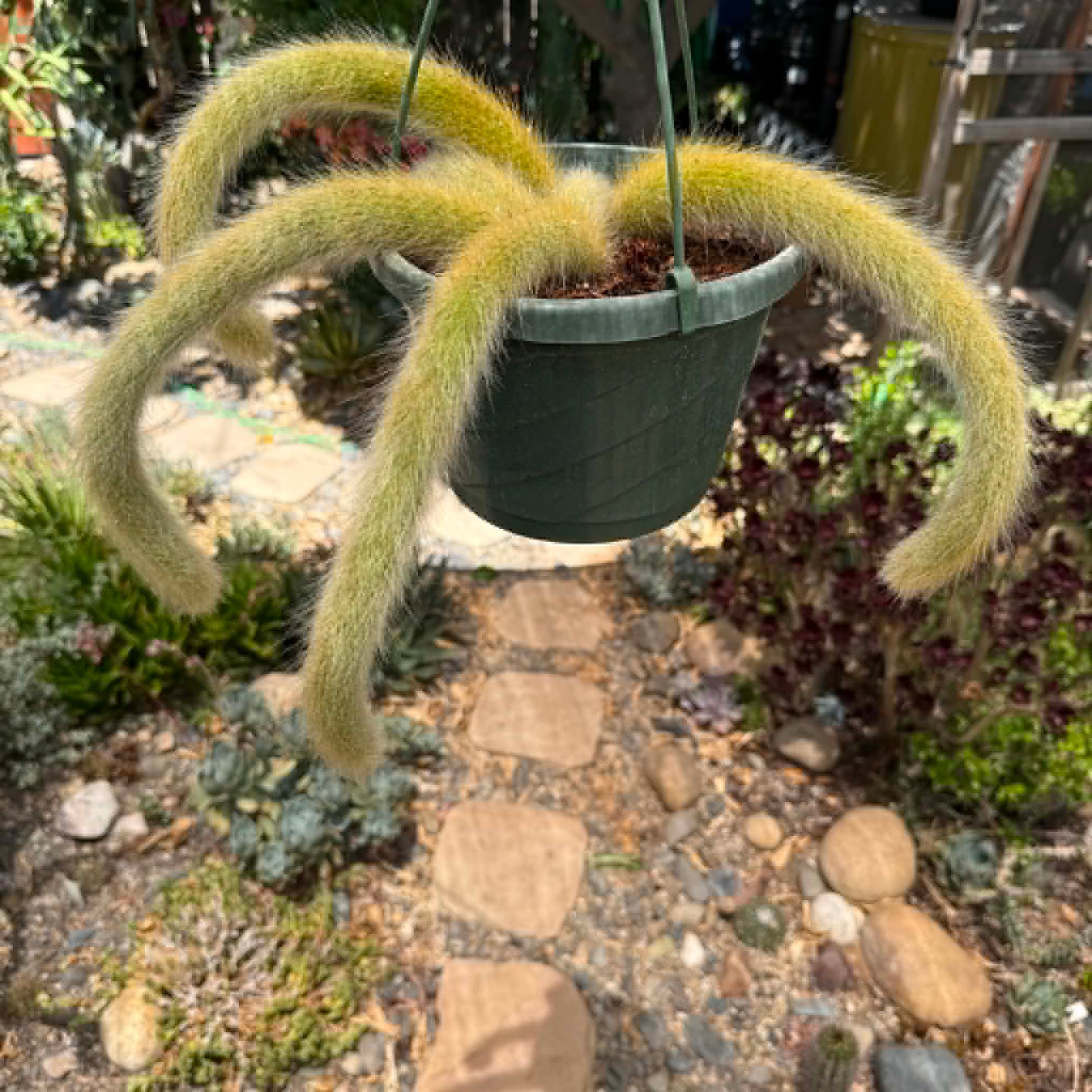DesertScapeSucculent Cactus 8 Inch Option B Cleistocactus Winteri ssp. Colademononis 'Monkey Tail Cactus'