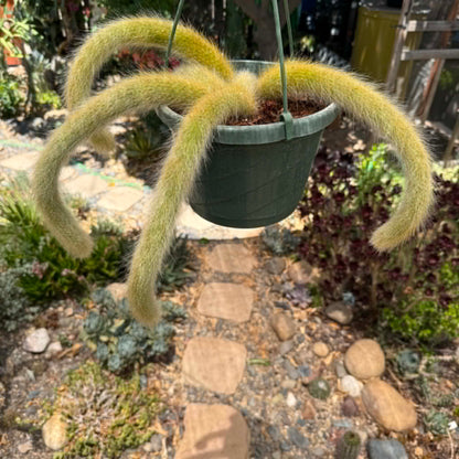 DesertScapeSucculent Cactus 8 Inch Option B Cleistocactus Winteri ssp. Colademononis 'Monkey Tail Cactus'