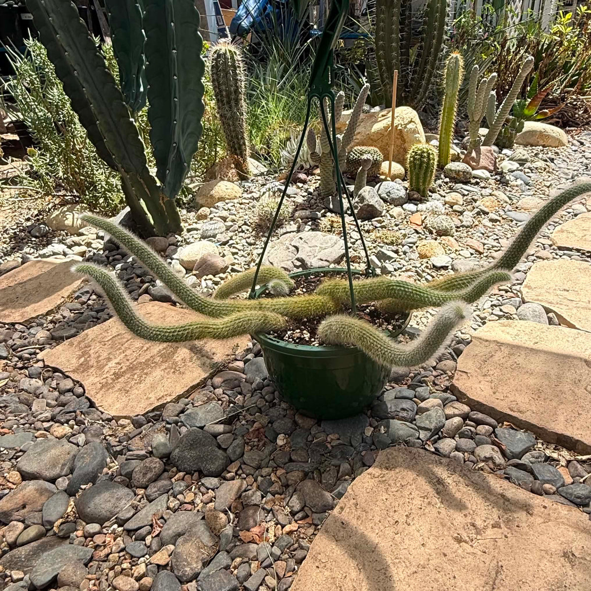DesertScapeSucculent Cactus 8 Inch Option B Cleistocactus Winteri ssp. Colademononis 'Monkey Tail Cactus'