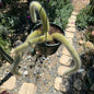DesertScapeSucculent Cactus 8 Inch Option C Cleistocactus Winteri ssp. Colademononis 'Monkey Tail Cactus'