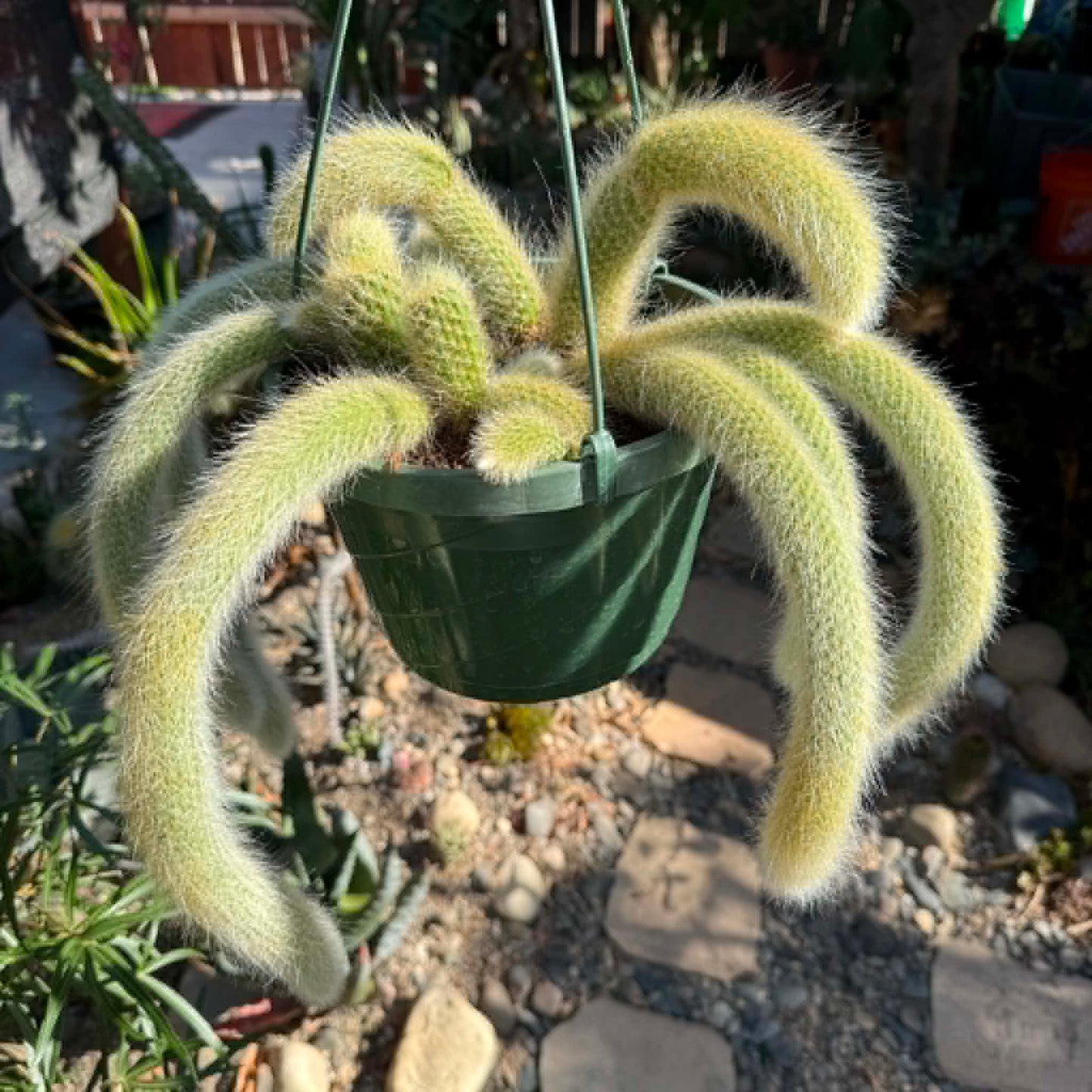 DesertScapeSucculent Cactus 8 Inch Option C Cleistocactus Winteri ssp. Colademononis 'Monkey Tail Cactus'