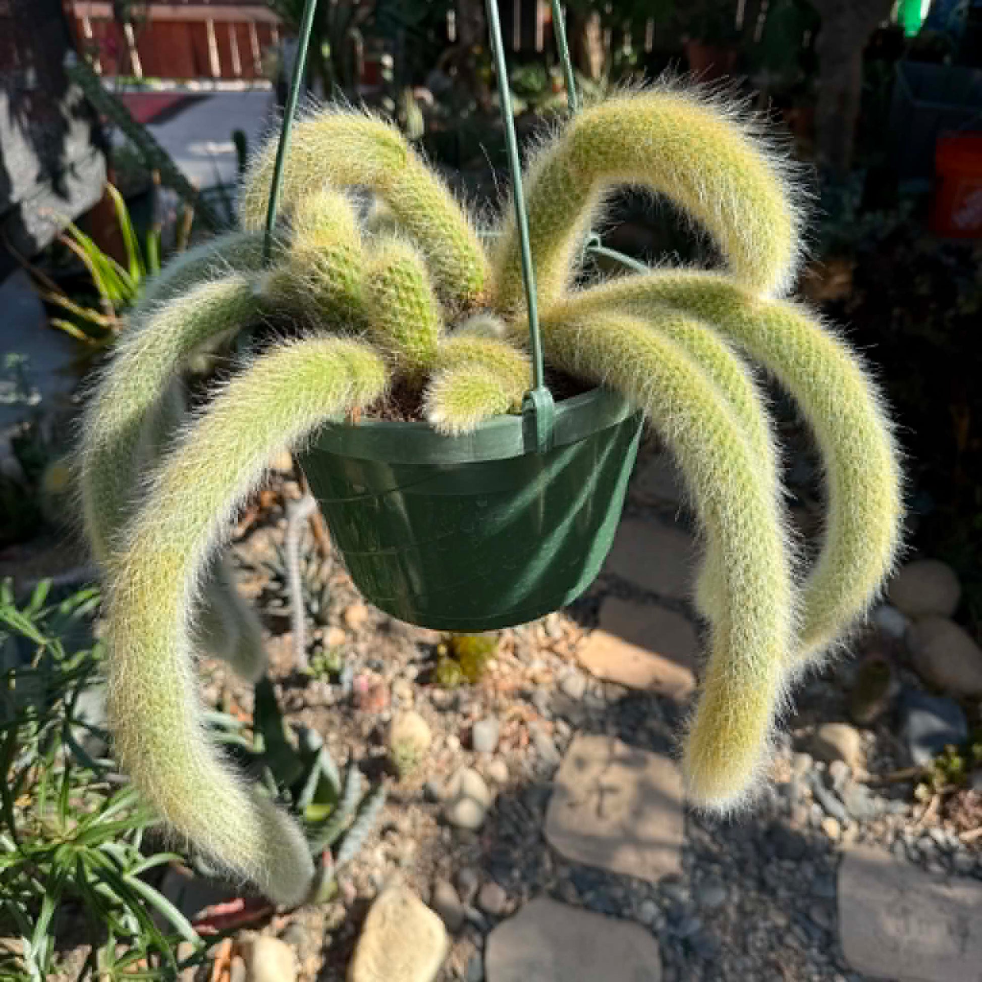 DesertScapeSucculent Cactus 8 Inch Option C Cleistocactus Winteri ssp. Colademononis 'Monkey Tail Cactus'