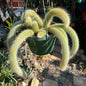 DesertScapeSucculent Cactus 8 Inch Option C Cleistocactus Winteri ssp. Colademononis 'Monkey Tail Cactus'
