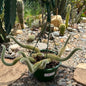 DesertScapeSucculent Cactus 8 Inch Option C Cleistocactus Winteri ssp. Colademononis 'Monkey Tail Cactus'