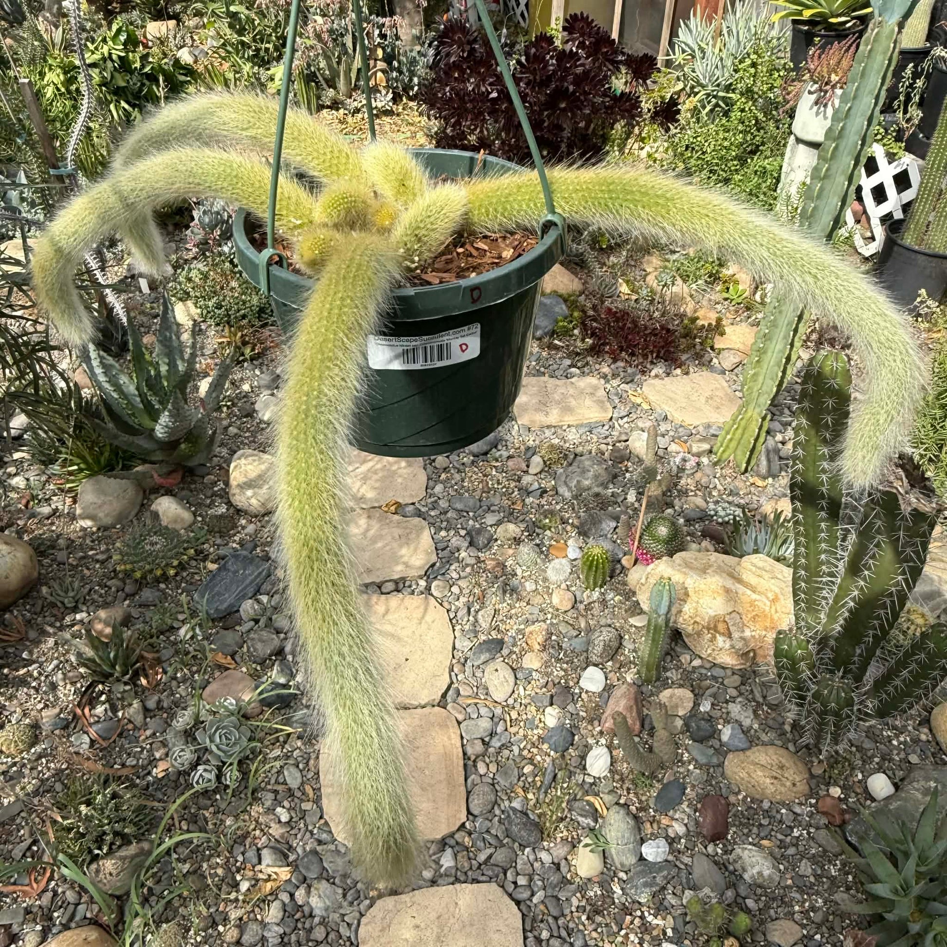 DesertScapeSucculent Cactus 8 Inch Option D Cleistocactus Winteri ssp. Colademononis 'Monkey Tail Cactus'