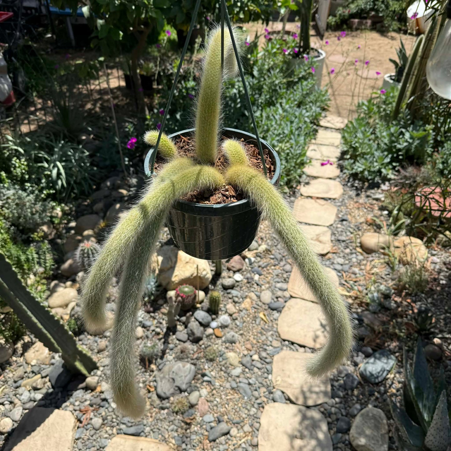DesertScapeSucculent Cactus 8 Inch Option D Cleistocactus Winteri ssp. Colademononis 'Monkey Tail Cactus'
