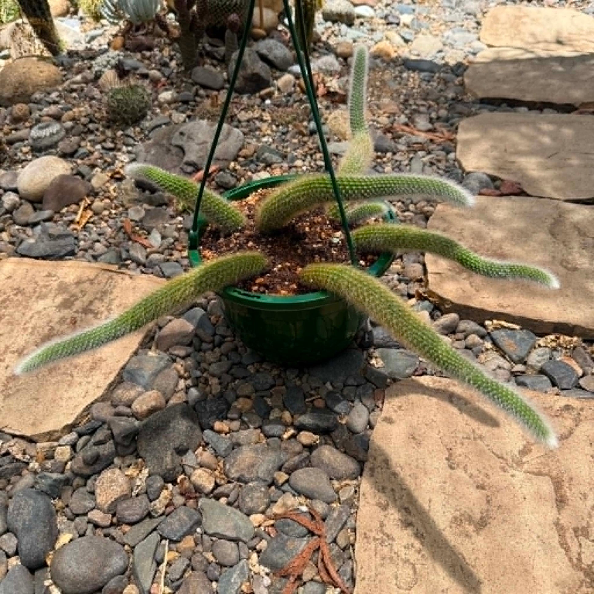 DesertScapeSucculent Cactus 8 Inch Option E Cleistocactus Winteri ssp. Colademononis 'Monkey Tail Cactus'