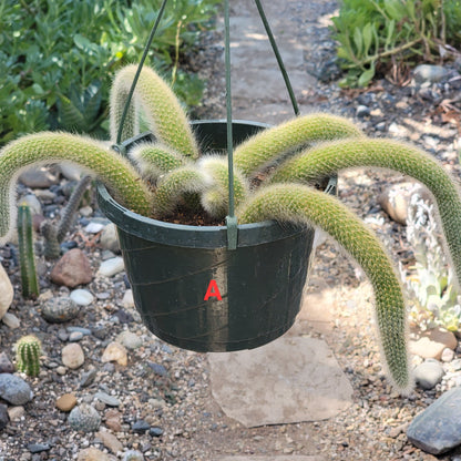 Cleistocactus Winteri ssp. Colademononis 'Monkey Tail Cactus' - 8 Inch Small Option A - Cactus - DesertScapeSucculent