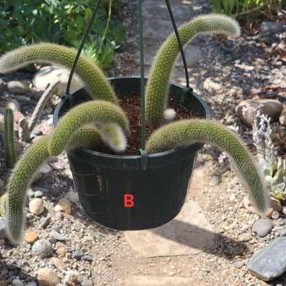 Cleistocactus Winteri ssp. Colademononis 'Monkey Tail Cactus' - 8 Inch Small Option B - Cactus - DesertScapeSucculent